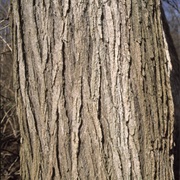Elm Bark