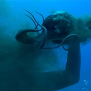 Get Attacked by an Octopus/Squid