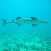 Remora
