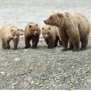 See a Bear With Triplets in the Wild