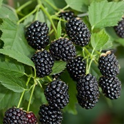 Rubus Fruticosus