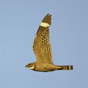 Lesser Nighthawk