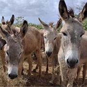 Antigua&#39;s Donkey Sanctuary