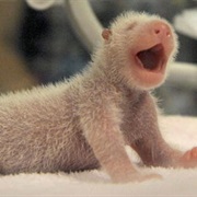 At Birth, a Panda Weighs About Four Ounces.