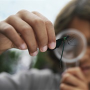 Study a Local Animal/Insect and Share Findings