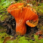 Lobster Mushroom