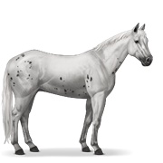 Appaloosa - Few Spots