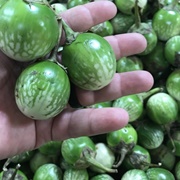 Thai Eggplant