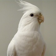 Cockatiel