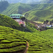 Cameron Highlands