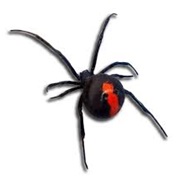 Redback Spider