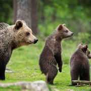 Bear Safari in Kainuu, Finland