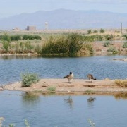 Henderson Bird Viewing Preserve, Nevada