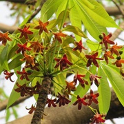 Sterculia