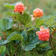 Wild Cloudberry