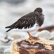 Black Turnstone