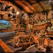 International Wildlife Museum