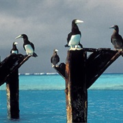 Johnston Atoll National Wildlife Refuge