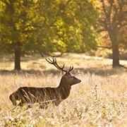 Tuchola Forest Biosphere Reserve, Poland