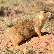 Gunnison's Prairie Dog