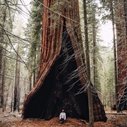 Adventure in Sequoia & Kings Canyon, USA