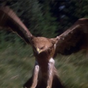 The Eagle - Benji the Hunted