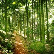 Mount Aberdeen National Park (QLD)