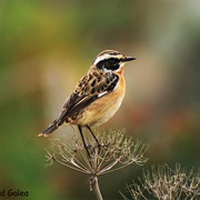 Whinchat