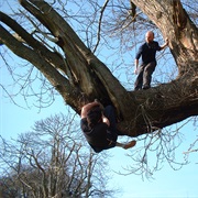 Climb a Tree as an Adult