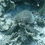 Shark and Yolanda Reef, Sharm El-Sheikh, Egypt