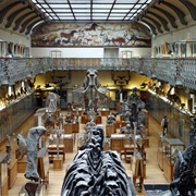 Natural History Museum, Paris