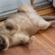 Tonkinese Cats
