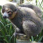Northern Sportive Lemur