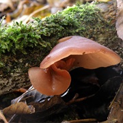 Jew's Ear / Wood Ear (Auricularia Auricula-Judae)