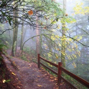 Wildwood Trail, Portland