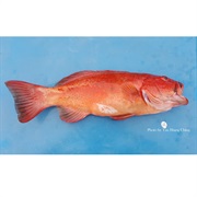 Leopard Coral Grouper / Leopard Coral Trout
