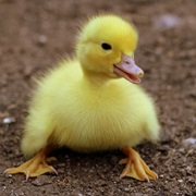 Kentucky: To Dye a Baby Chick, Duckling, or Rabbit You'll Pay a Hefty Fine.
