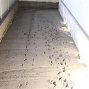 Museo Arqueológico Huellas De Acahualinca, Nicaragua