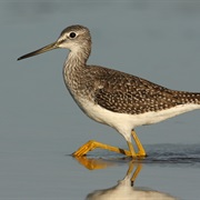 Greater Yellowlegs