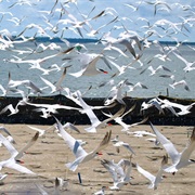 East Sand and Rice Islands, Oregon/Washington