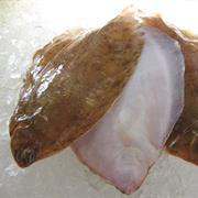 Lemon Sole