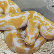 Ball Python