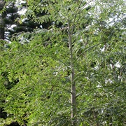 Bottle Tree (Moringa Drouhardii)
