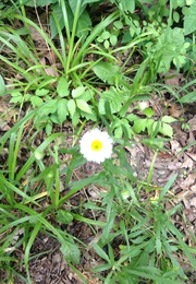 Stop Time (Frank Conroy)