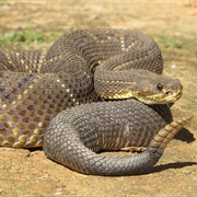 South American Rattlesnake (Crotalus Durissus)