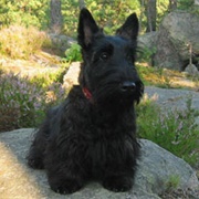 Jock (Lady and the Tramp)