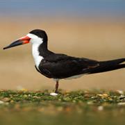 Black Skimmer