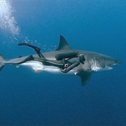 Nager Avec Des Requin