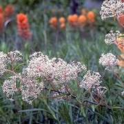 Jersey Tea (Ceanothus Herbaceus)