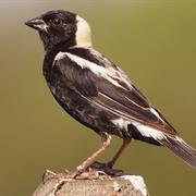 Bobolink